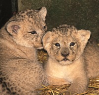 Simba and Nala are named after much-loved characters in Disney’s The Lion King