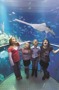 The Deep in Hull - One of the world's most spectacular aquariums