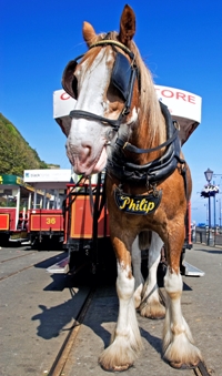 The horse tramway runs the length of the promenade