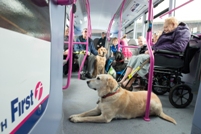 The charity Guide Dogs welcomed the report, which endorsed its Talking Buses campaign