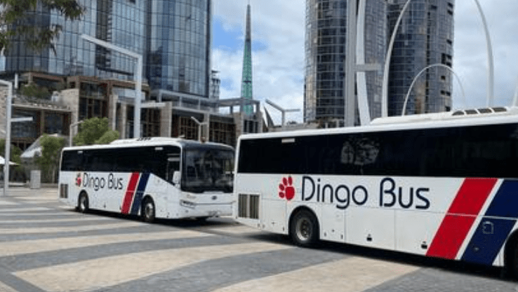 Dingo Bus